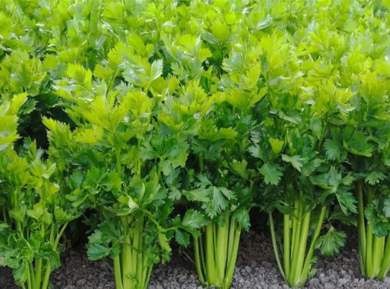 芹菜使用肥料后效果展示