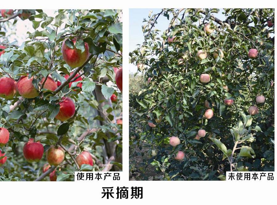苹果使用对比图