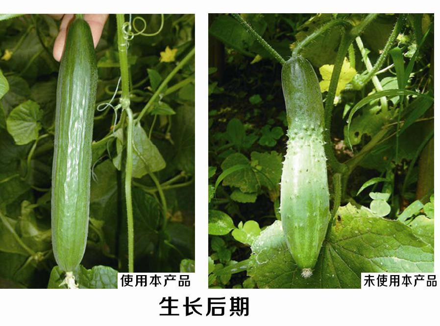 黄瓜使用对比图