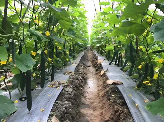 蔬菜的需肥特性及施肥要点