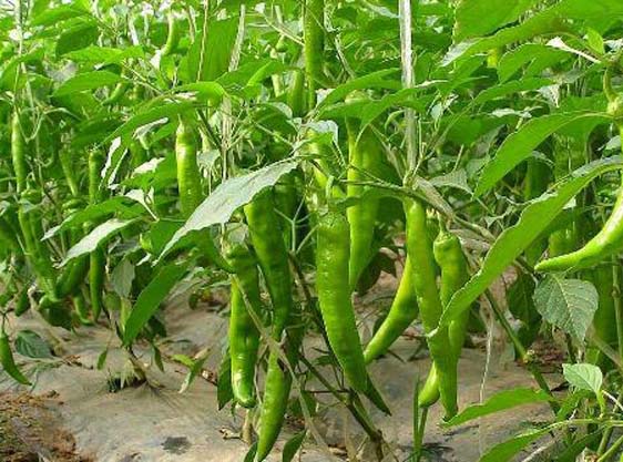 大棚辣椒定植后怎样管理